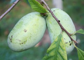 paw-paw-overleese-1-scaled (1)
